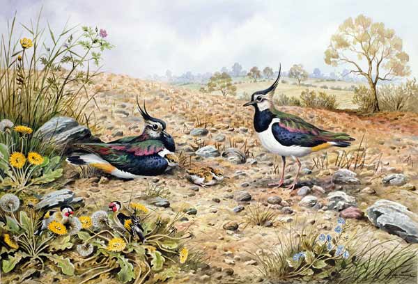 Lapwing Family with Goldfinches  à Carl  Donner