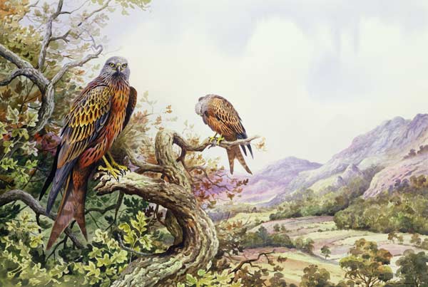 Pair of Red Kites in an Oak Tree, (w/c)  à Carl  Donner