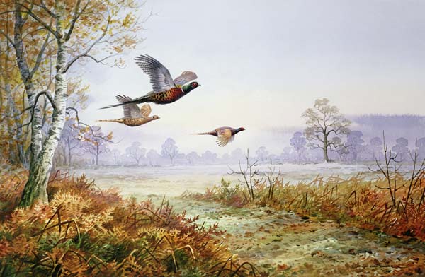Pheasants in Flight (w/c)  à Carl  Donner