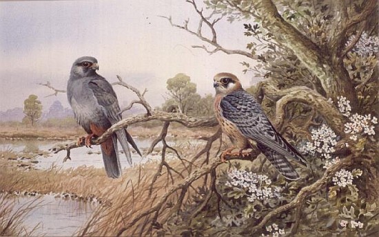 Red-footed Falcons  à Carl  Donner