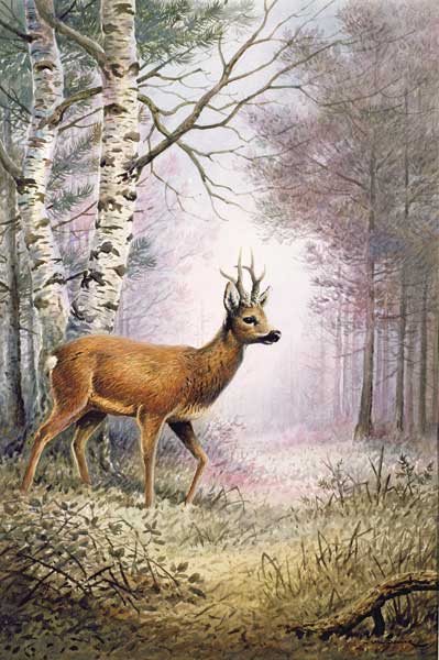 Roe-Deer  à Carl  Donner