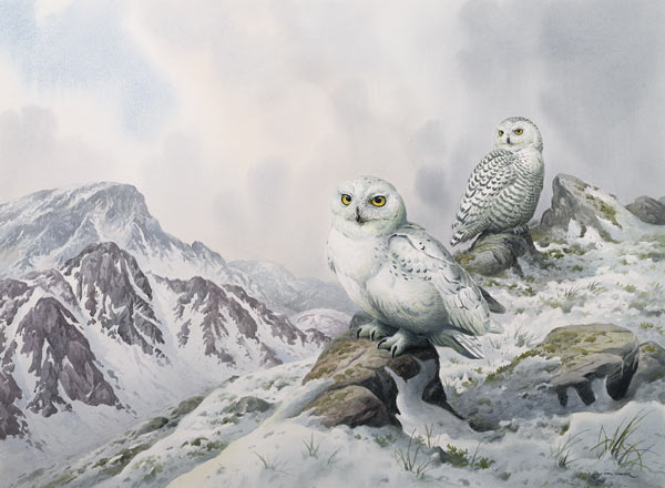 Pair of Snowy Owls in the Snowy Mountains, Australia  à Carl  Donner