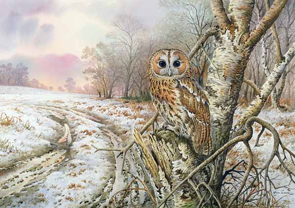 Tawny Owl  à Carl  Donner
