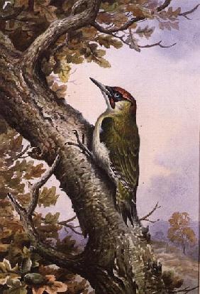 Green Woodpecker (w/c) 