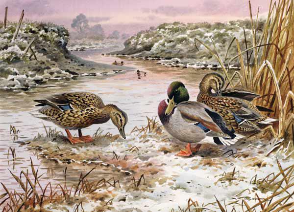 Mallards in a Quiet Corner 