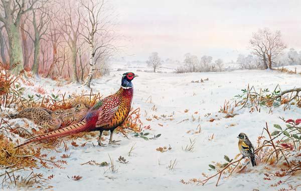 Pheasant and bramblefinch in the snow 