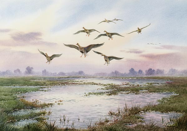 White-Fronted Geese Alighting  à Carl  Donner