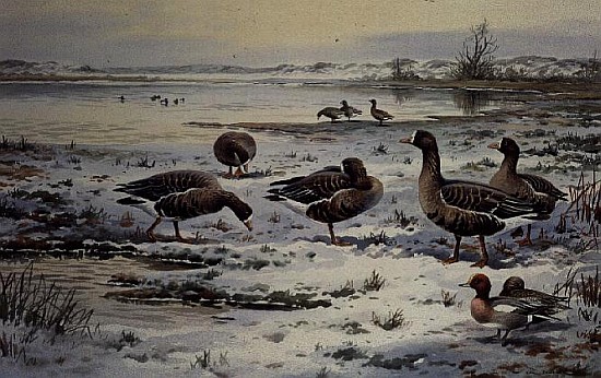 White Fronted Geese (w/c)  à Carl  Donner