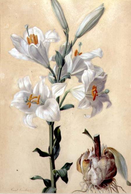 White Lily (Amaryllis Candidum) (gouache) à Carl Franz Gruber