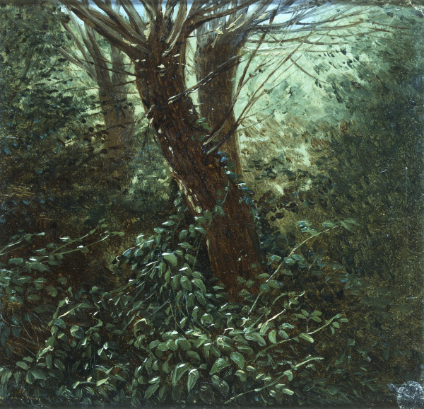 Tree Study with Thicket à Carl Gustav Carus