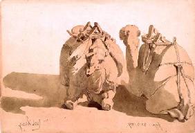Study of camels