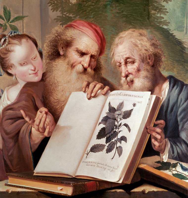 Illustration from Hortus Cliffortianus à Carl  Linnaeus