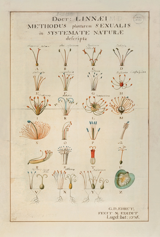 Plant Sexual System à Carl Linnaeus