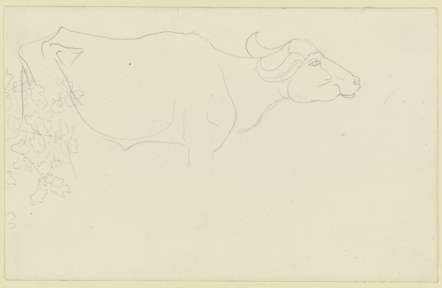 Umrisse eines Wasserbüffels, links Blattwerk à Carl Philipp Fohr