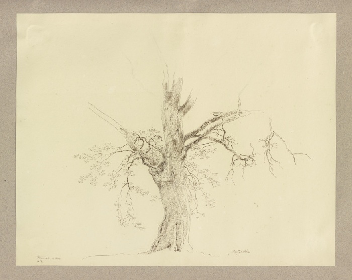 Old tree near Braunfels à Carl Theodor Reiffenstein