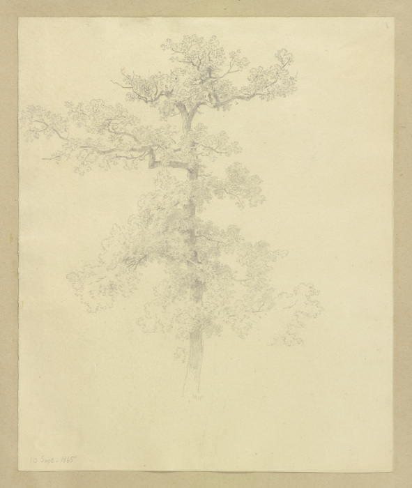 Tree à Carl Theodor Reiffenstein