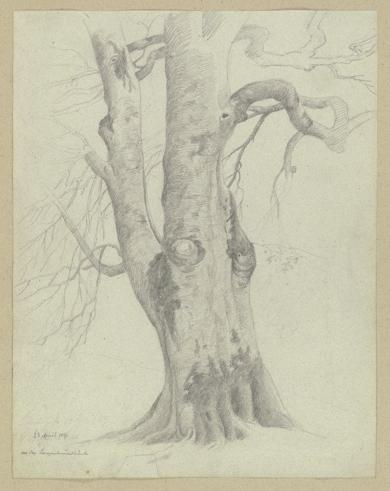 Tree à Carl Theodor Reiffenstein