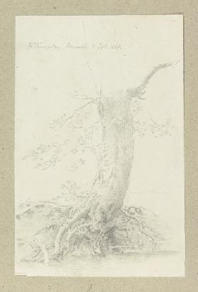 Baum mit freiliegendem Wurzelwerk bei Braunfels
