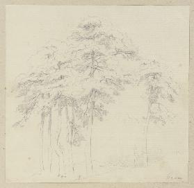 Group of trees