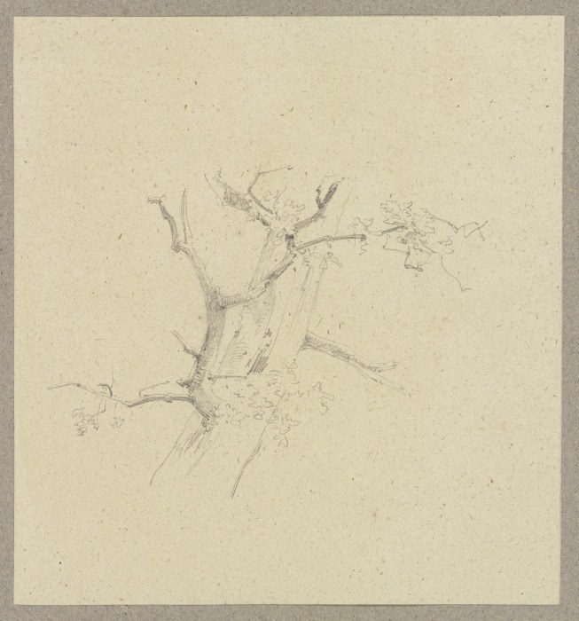 Detail of a tree à Carl Theodor Reiffenstein