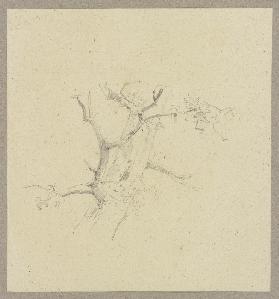 Detail of a tree