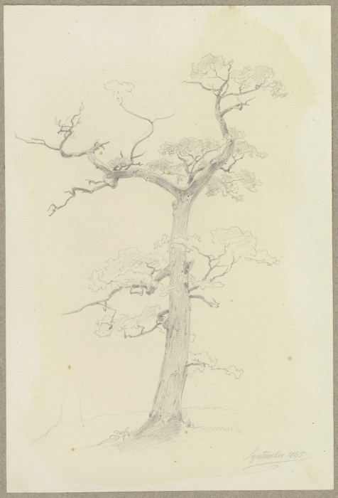 Ein großenteils abgestorbener Baum à Carl Theodor Reiffenstein