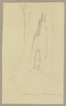 Gespaltener Baum bei Willingshausen, durch den ein Mann zu sehen ist