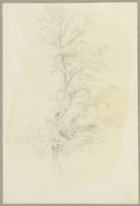 In einer S-Linie gewachsener Baum à Carl Theodor Reiffenstein