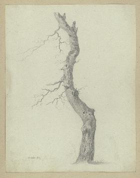 Leafless tree trunk
