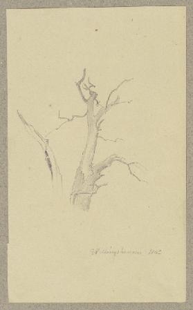Krone eines abgestorbenen Baumes bei Willingshausen