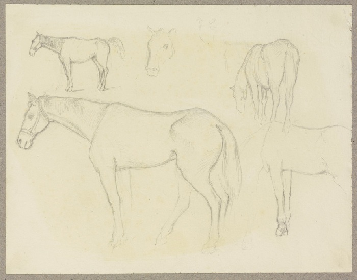 Study sheet: Horses à Carl Theodor Reiffenstein