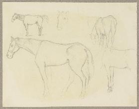 Study sheet: Horses