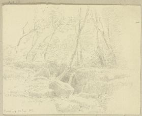 Forest near Homburg