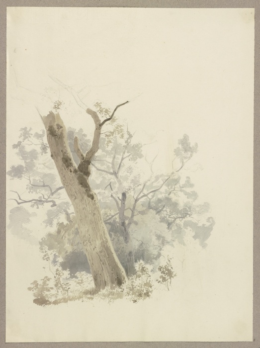 Waldpartie, im Vordergrund ein schief gewachsener Baum à Carl Theodor Reiffenstein