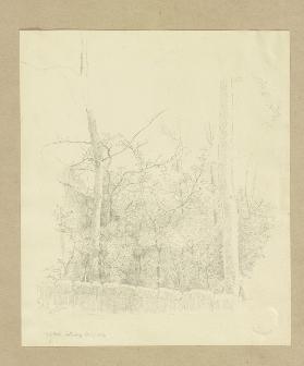 Waldstück hinter einer kleinen Mauer im Wildbad bei Rothenburg ob der Tauber