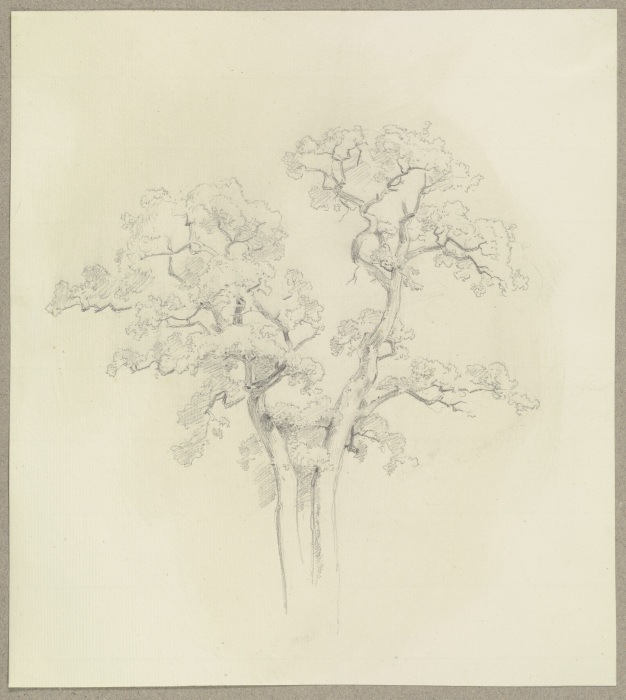 Two tree tops à Carl Theodor Reiffenstein