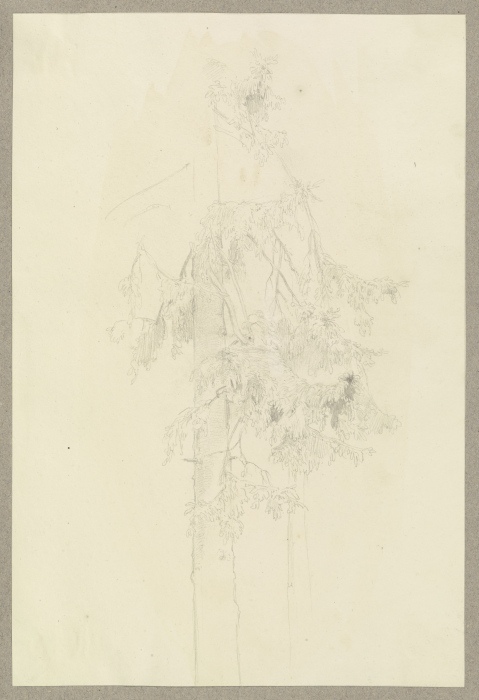 Two conifers à Carl Theodor Reiffenstein