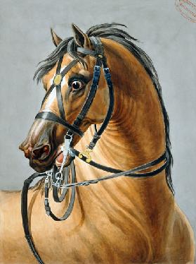 Bridle for artillery horses