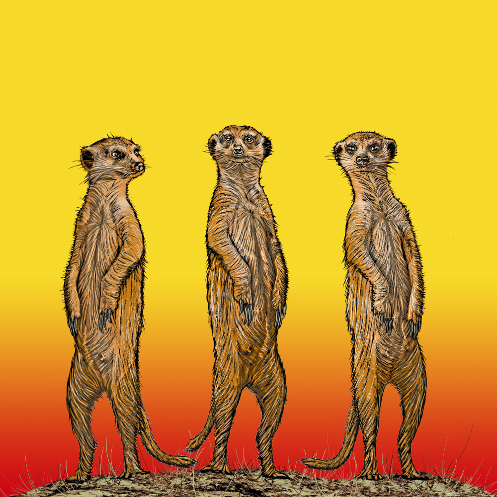 Meerkat Gang at Sunset à Carlo Kaminski