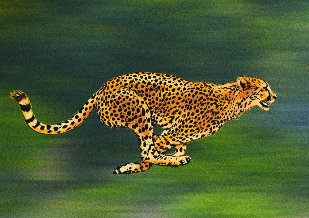 Cheetah Full Sprint à Carlo Kaminski