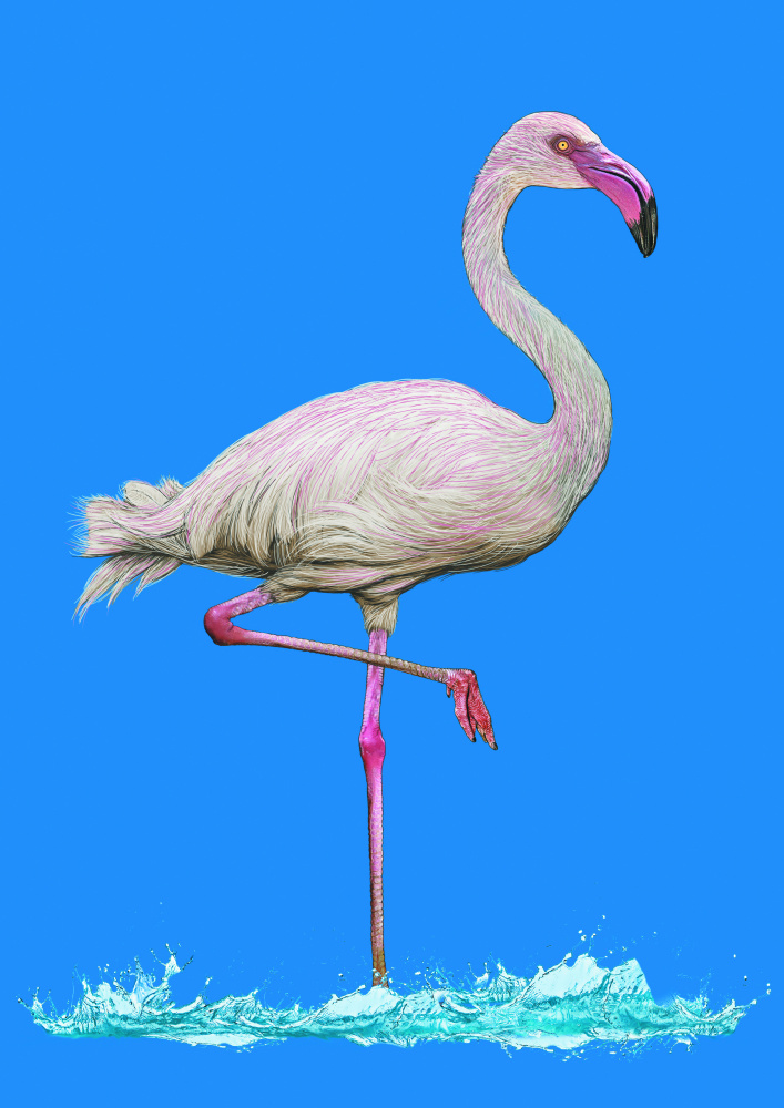 Pinkish Flamingo in water blue sky à Carlo Kaminski
