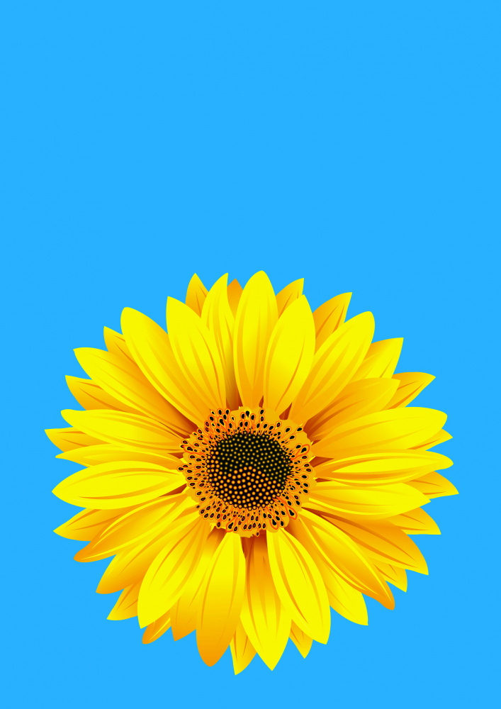 Sunflower On Blue (h) à Carlo Kaminski