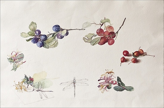 Autumn Fruits and Flowers à Caroline  Hervey-Bathurst