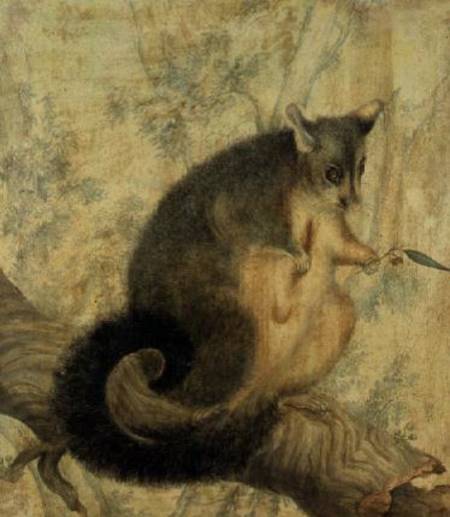 The Possum à Caroline Louisa Atkinson