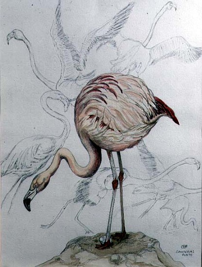 Flamingo (pencil and w/c on paper)  à Carolyn  Hubbard-Ford