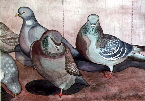 Pigeons (w/c on paper)  à Carolyn  Hubbard-Ford