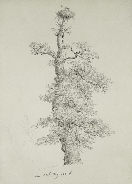 Ancient Oak Tree with a Stork's Nest à Caspar David Friedrich
