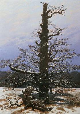 Oak Tree in the Snow