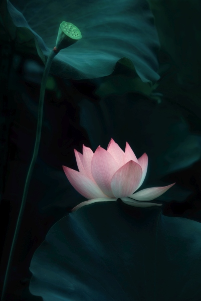 Lotus Flower à Catherine W.