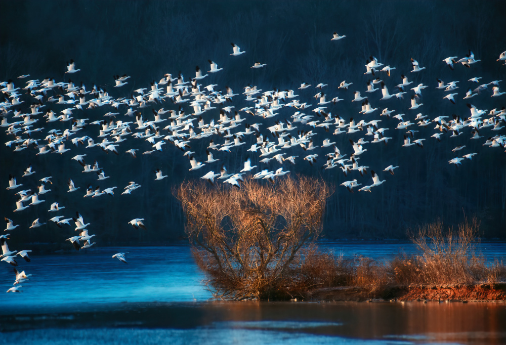 Snow Geese Migration à Catherine W.
